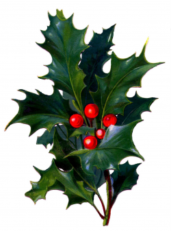 Victorian Christmas Clip Art - Holly with Bright Red Berries - The ...
