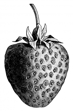 vintage strawberry clip art, black and white graphics, strawberry ...