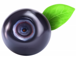Blueberry PNG Clipart - Best WEB Clipart