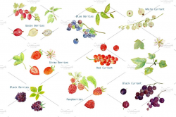 Watercolor Soft Fruit Clipart ~ Illustrations ~ Creative Market