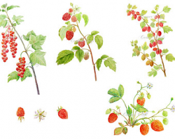 Watercolour berries | Etsy