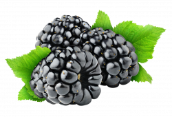 Blackberry Fruit PNG Transparent Images | PNG All