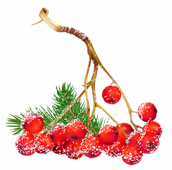 Transparent Christmas Snowy Holly Berries PNG Clipart | Gallery ...