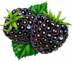 494 best Fruit Clip Art and Photos images on Pinterest | Album, Card ...