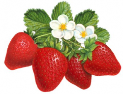 36 best Berry Illustrations for Packaging images on Pinterest ...