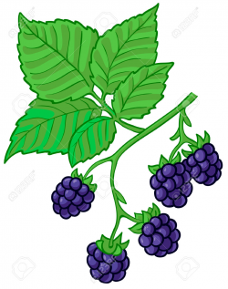 Berry clipart blackberry bush - Pencil and in color berry clipart ...