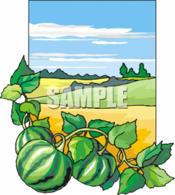 Clipart Picture of Watermelons Growing on the Vine - foodclipart.com