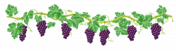 Kyoho Grape Vine Clip art - grape 6292*1838 transprent Png Free ...