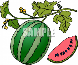 Clipart Picture of a Watermelon on the Vine - foodclipart.com