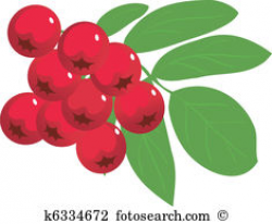 28+ Collection of Red Berries Clipart | High quality, free cliparts ...
