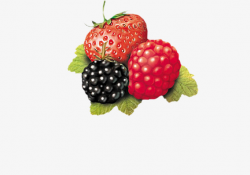 Strawberry And Wild Berry, Strawberry, Fruit, Leaf PNG Image and ...