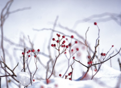 Winter Berries Clipart