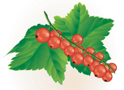 28+ Collection of Wild Berries Clipart | High quality, free cliparts ...