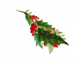 Antique Images: Free Christmas Clip Art: Digital Scrap of Holly and ...