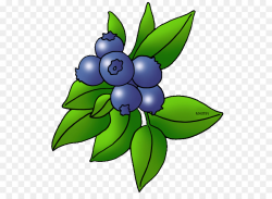 Blueberry Blackberry Fruit Clip art - Berry Cliparts png download ...