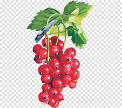Grape Cartoon clipart - Fruit, Food, Plant, transparent clip art
