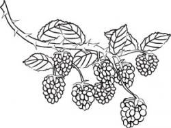28+ Collection of Berry Clipart Black And White | High quality, free ...