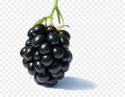 Blackberry Fruit Raspberry Clip art - Blackberry Fruit Png Clipart ...