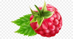 Raspberry Blackberry Clip art - Raspberry Transparent PNG Clip Art ...