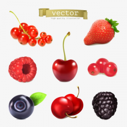 Fresh Berries Cartoon Pictures, Cartoon, Fresh, Berry PNG Image and ...