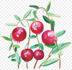 Cranberry Clip art - cranberry png download - 1057*1024 - Free ...