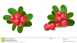 Cranberries clipart - Clipground
