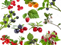 Berry Clipart - Free Clipart on Dumielauxepices.net