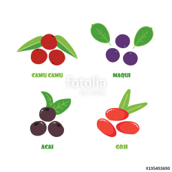 Set, collection of vector berry superfood. Camu camu, maqui, acai ...