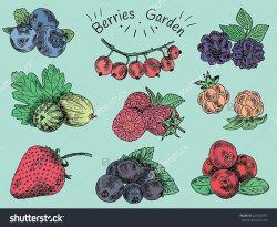 Garden berry clipart - Clipground