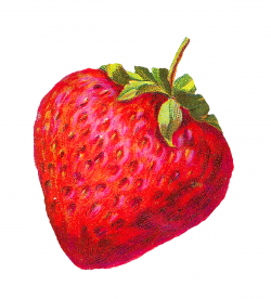 Antique Images: Digital Strawberry Clip Art Berry Fruit Illustration ...