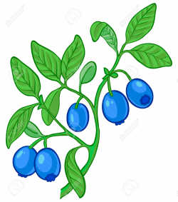 Blueberry bushes clipart - Clipground
