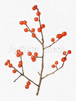 Clipart 'Winterberry' Tree Branch Botanical