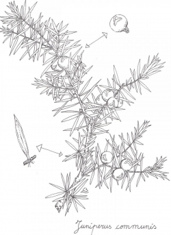 juniper berries drawing - Google Search | label illustration ...