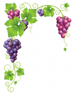 Grapes clipart mix fruit - Pencil and in color grapes clipart mix fruit