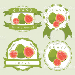 Berry clipart guava - Pencil and in color berry clipart guava