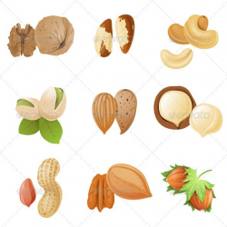 Nuts Icons | Pistachio plant and Icons