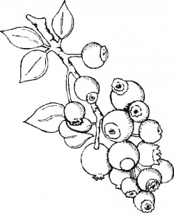 Berries Drawing at GetDrawings.com | Free for personal use Berries ...