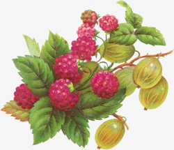 Hand-painted Raspberry, Raspberry, Fruit, Berry PNG Image and ...