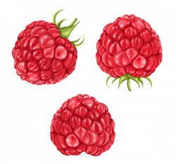 Raspberries PNG Clipart Picture | Clip_ART | Pinterest | Raspberry ...