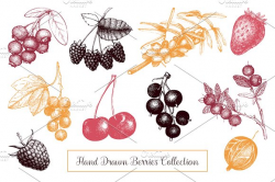 Hand Drawn Berries Collection ~ Illustrations ~ Creative Market