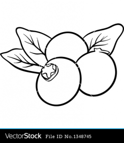 Blueberry clipart black and white - Pencil and in color blueberry ...