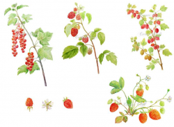 Watercolor soft fruit branches, summer berry, red currant ...