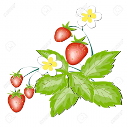 Strawberry Clipart Free | Free download best Strawberry Clipart Free ...