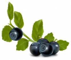 Fresh blueberry fruit Vector Download | Manger bien, manger saine ...