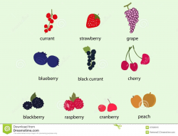 Berry clipart currant - Pencil and in color berry clipart currant