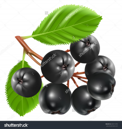 Aronian berries clipart - Clipground