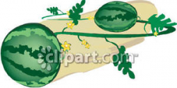 Watermelons on a Vine Royalty Free Clipart Picture