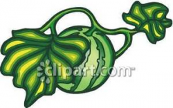 A Watermelon Growing on the Vine - Royalty Free Clipart Picture