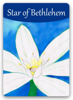 Star of Bethlehem - Estrella de Belén / Shock, conmoción. Bach: Para ...