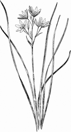 Star of Bethlehem Hyacinth | ClipArt ETC